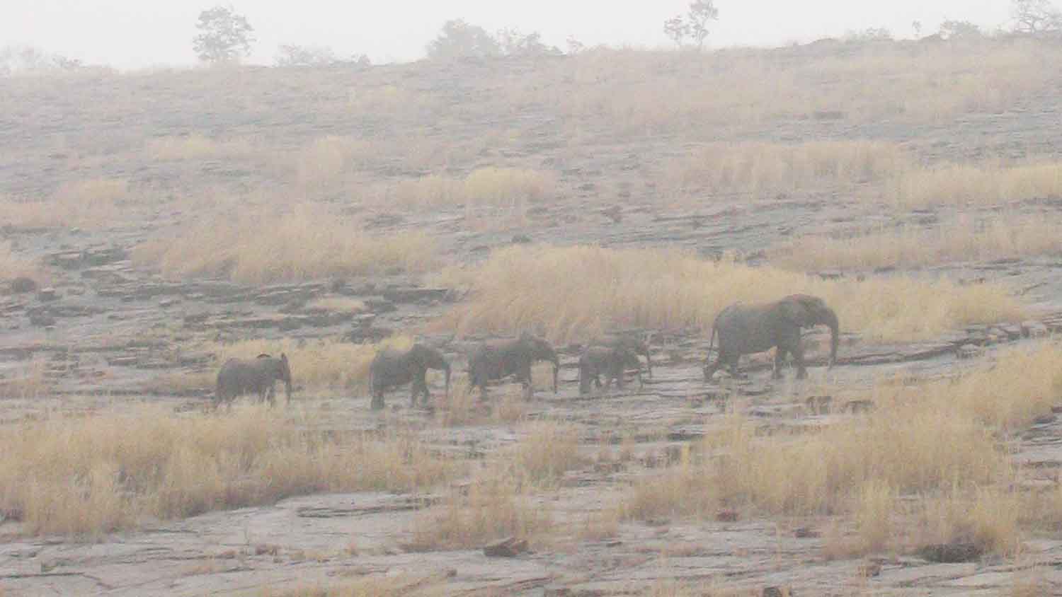 Eléphants du Niger