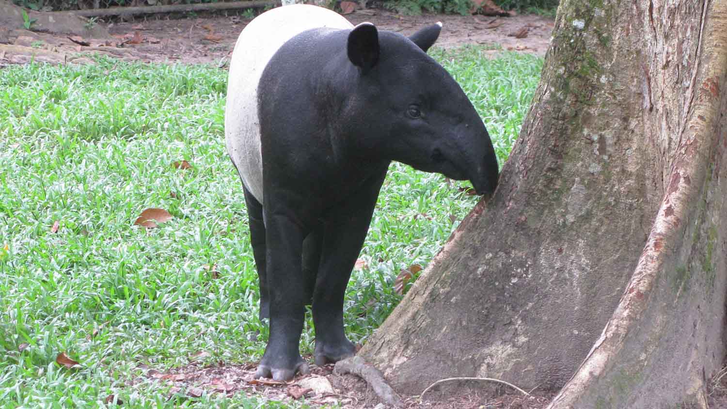 tapir Malay